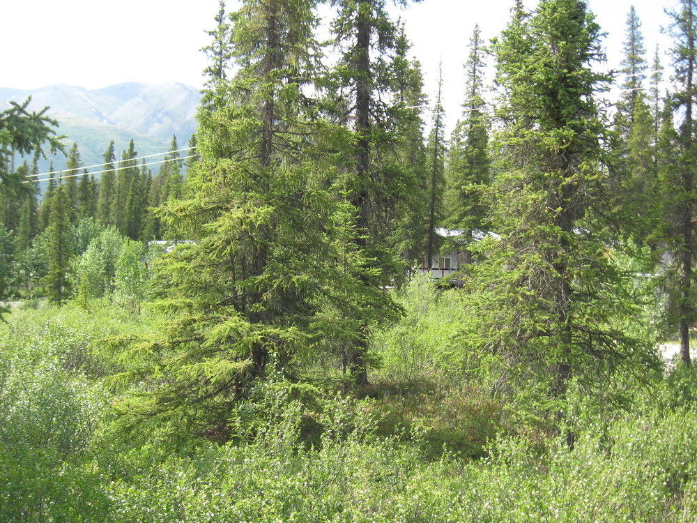 The Perch Resort Denali Park Extérieur photo